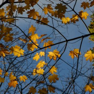 Autumn_Maple_Art_House_Gallery_Ireland