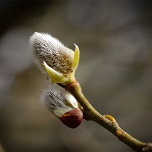 Spring bud, Ards Forest Park, Art House Gallery Ireland