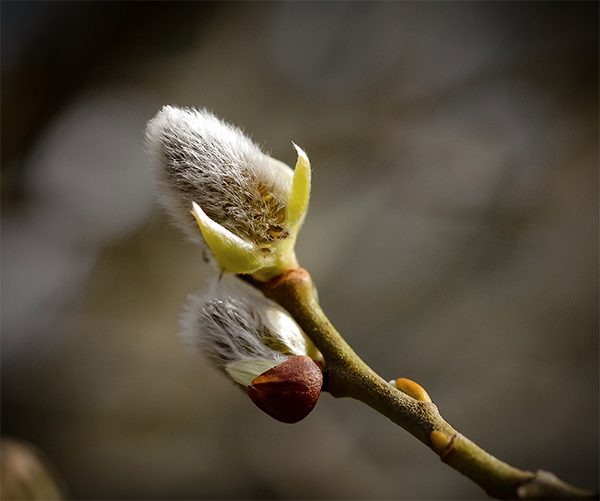 Spring bud, Ards Forest Park, Art House Gallery Ireland